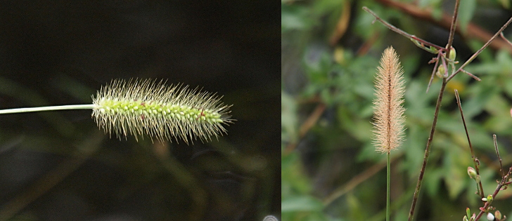 [On the left a single stem protruding from the left is a long cylindrical seed head. The seeds at the center are small and green and surrounded by long thin spikes which protrude from the stem giving the impression of a cylindrical brush. On the right is long cylindrical vertical head at the top of a green stem. The bristles are all light brown and are tapered to a point at the top.]